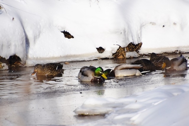 Male and female Mallard Ducks (on Powell’s Creek)