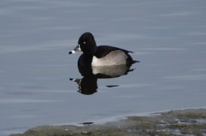 Male Ring-necked Duck (Monarch Lake)
