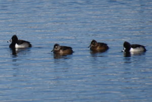male and female Ring-necked Ducks (Monarch Lake)