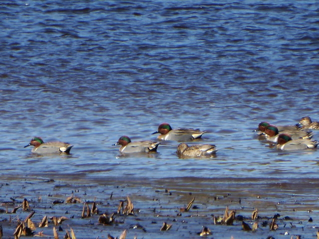 males and two female Green-winged Teal (Rancocas Creek)