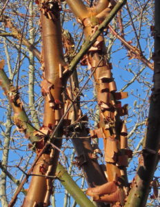 Copperbark Maple (enlarged)
