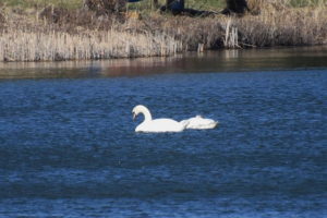 Mute swans (Monarch Lake)