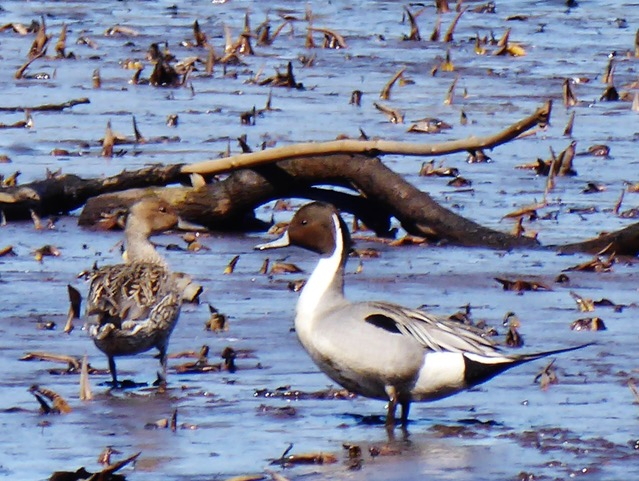 Male and Female Pintails (Monarch Lake)