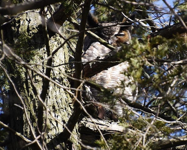 Great Horned Owl (Holly Trail roost)