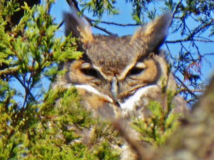 Great Horned Owl (Holly Trail roost)“WHOOOO gave you permission to take my picture?”