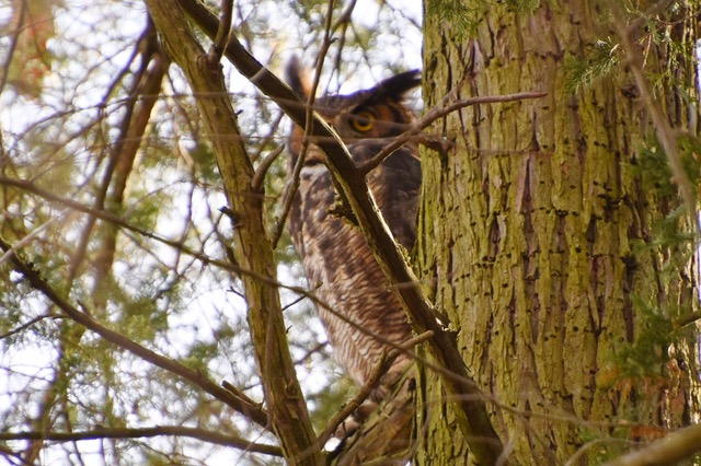 Great Horned Owl (Holly Trail roost) "Peek-a-boo!”