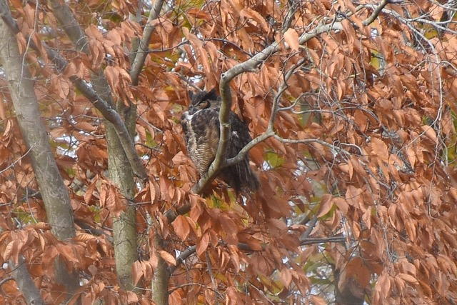Great Horned Owl (Beech Tree near Canoe Outlet)“Wait, wait! I ’thought’ I camouflaged myself”