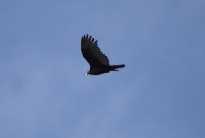 Turkey Vulture (over campus)