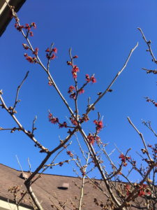 Witch Hazel in bloom