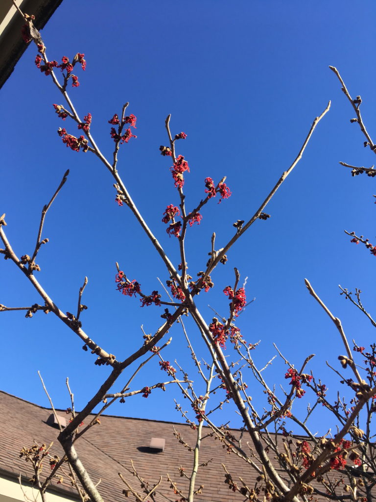 Witch Hazel in bloom