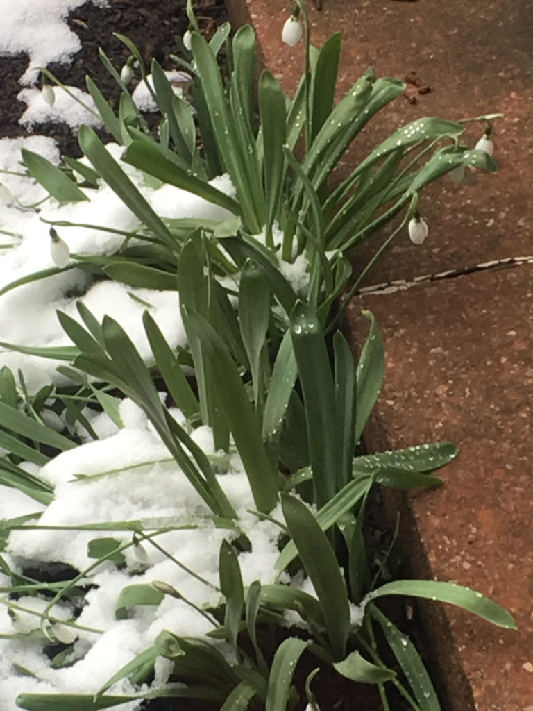 Snowdrops