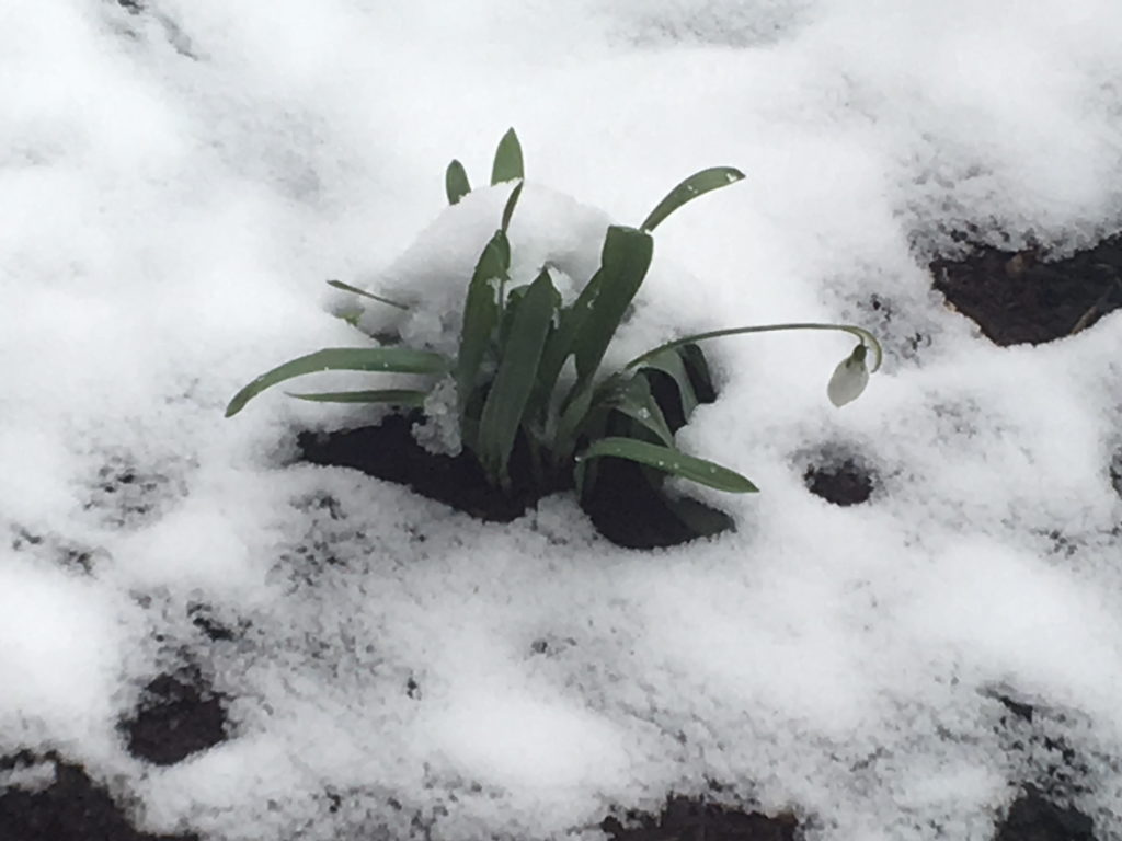 Snowdrops