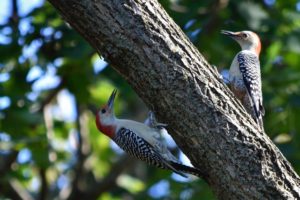 Red-bellied Woodpecker (Perimeter Path)