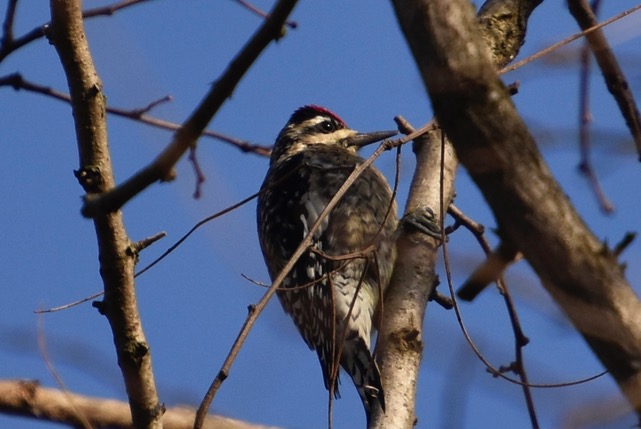 Yellow-bellied Sapsucker (parking lot circle area)