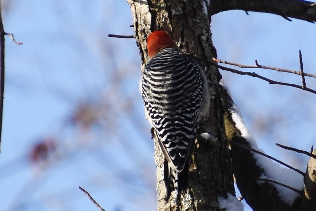 Red-bellied Woodpecker showing barred back (Perimeter Path)