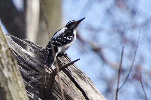 Hairy Woodpecker (Rancocas Trail)