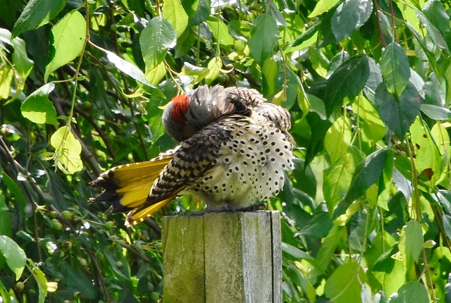 Male Northern Flicker showing yellow under tail (meadow)