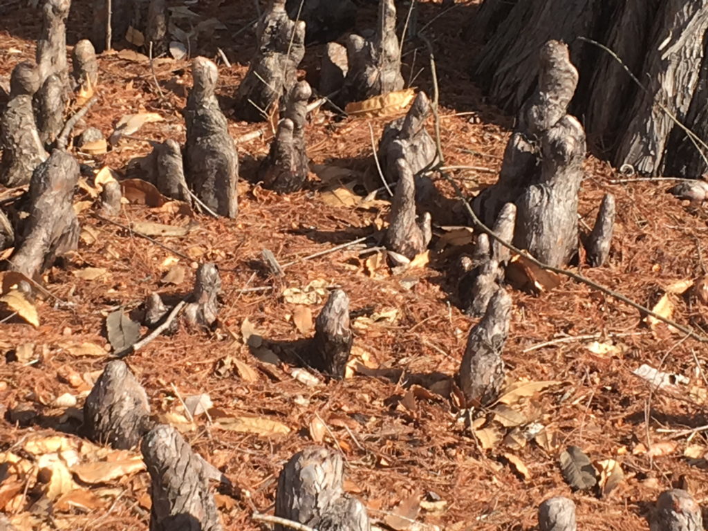 Bald Cypress knees