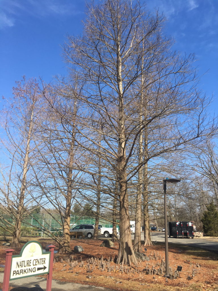 Bald Cypress