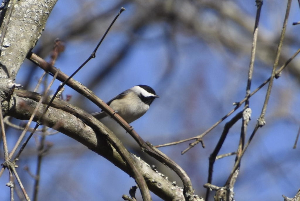 Carolina Chickadee, Lumberton Woods