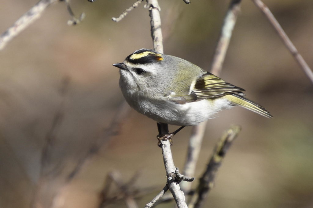 Golden-crowned Kinglet (female)