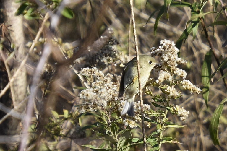 Ruby-crowned Kinglet