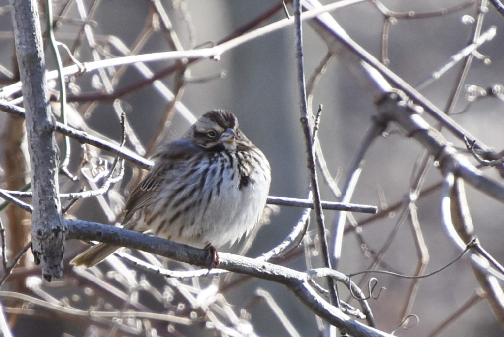 Song Sparrow