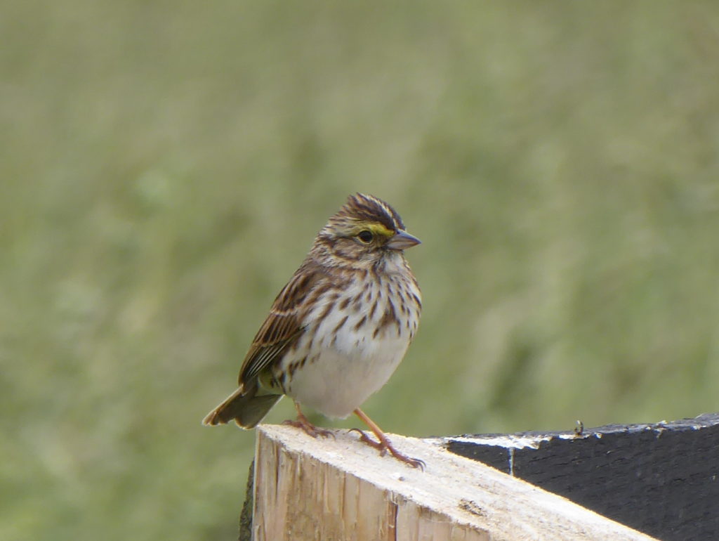 Savannah Sparrow