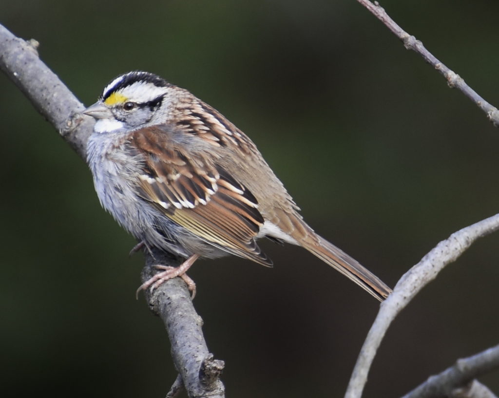 White-throated Sparrow