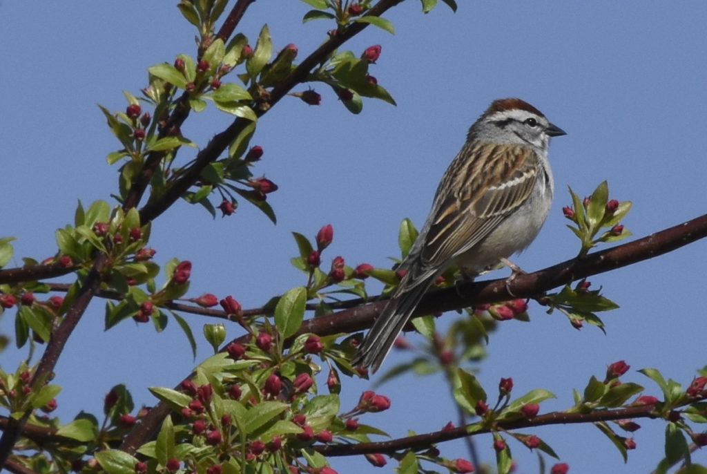 Chipping Sparrow