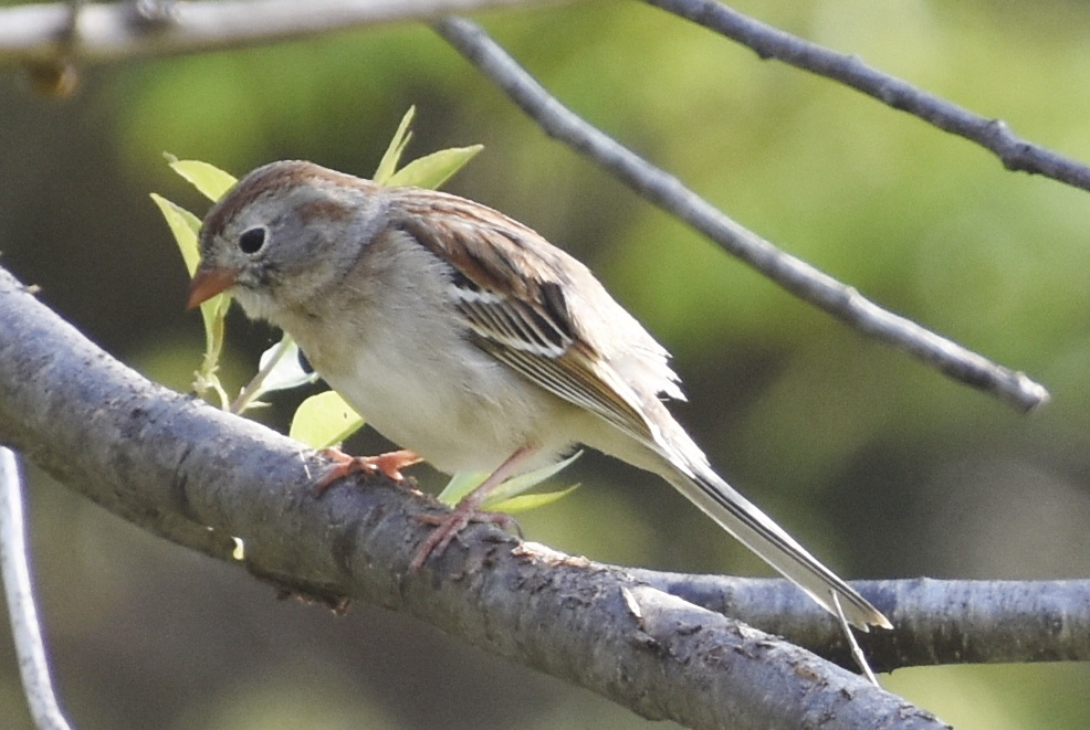 Field Sparrow