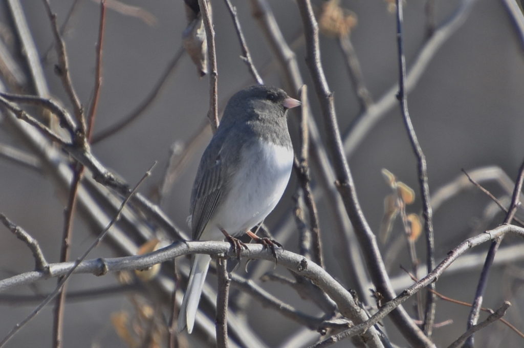 Dark-eyed Junco