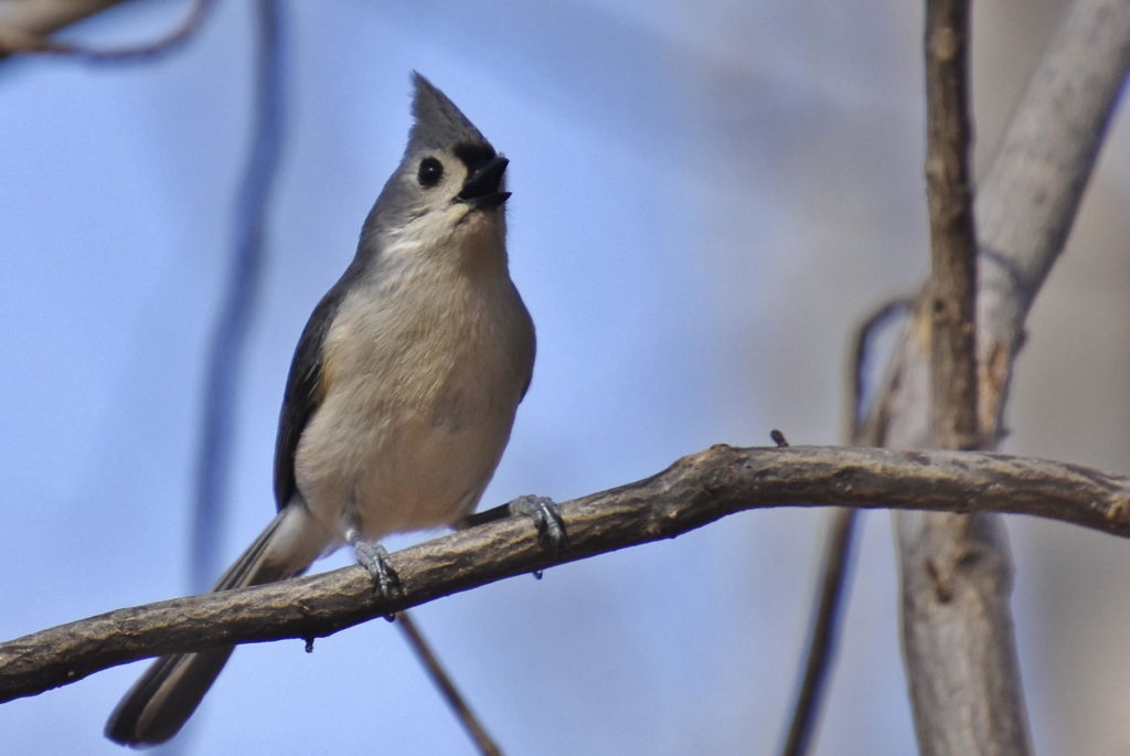 Tufted Titmouse, Lumberton Woods