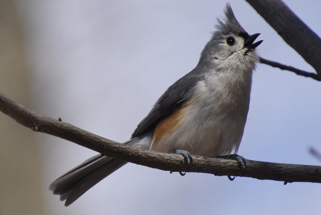 Tufted Titmouse, Lumberton Woods