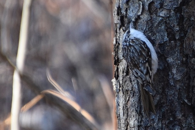 Brown Creeper at Lumberton