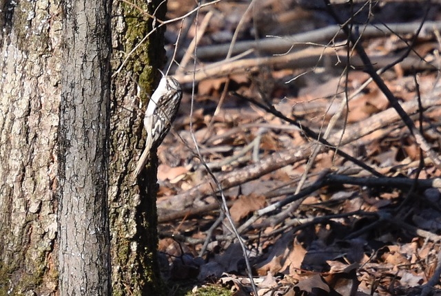 Brown Creeper at Lumberton