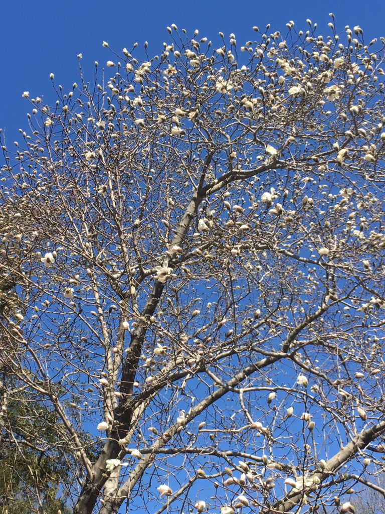Kobus Magnolia in bloom