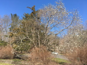 Kobus Magnolia in bloom
