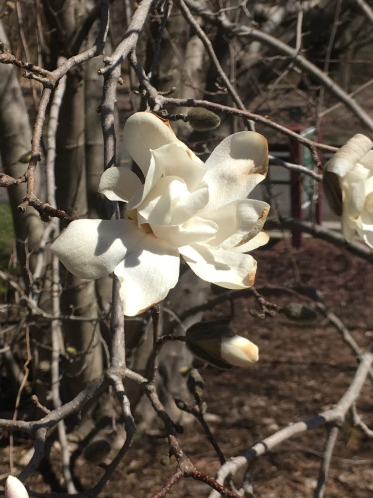 Kobus Magnolia in bloom
