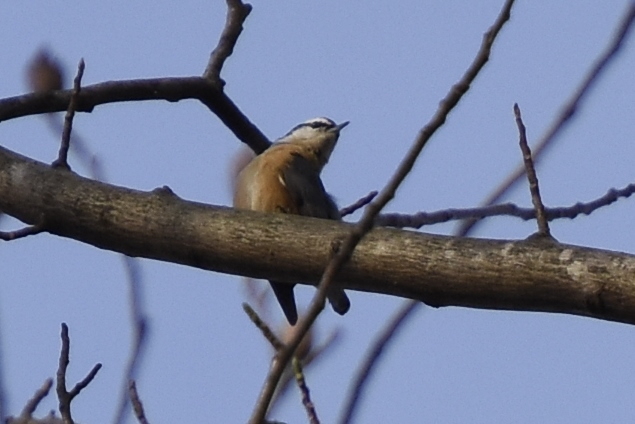 Red-breasted nuthatch