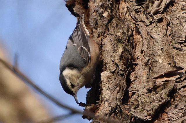 White-breasted on a River Birch