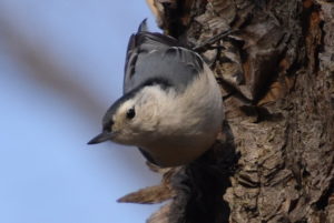 White-breasted on a River Birch