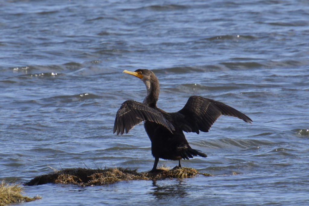 Double-crested Cormorant