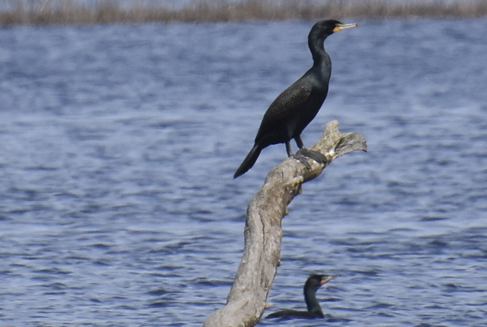 Double-crested Cormorants