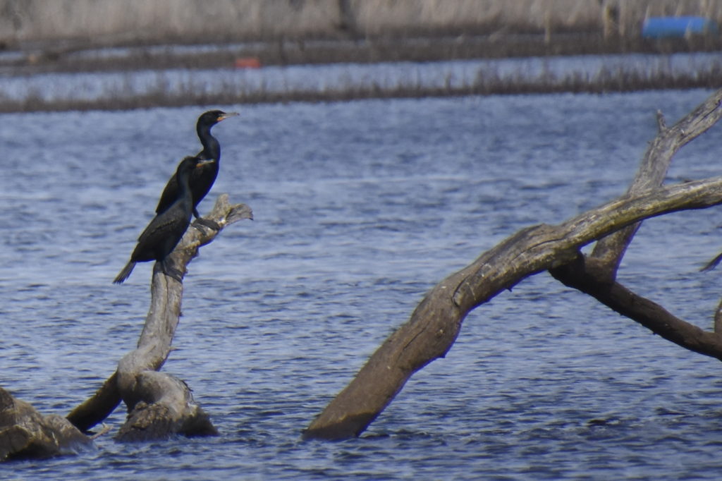 Double-crested Cormorant After Fishing in Greenery. Sea Bird with