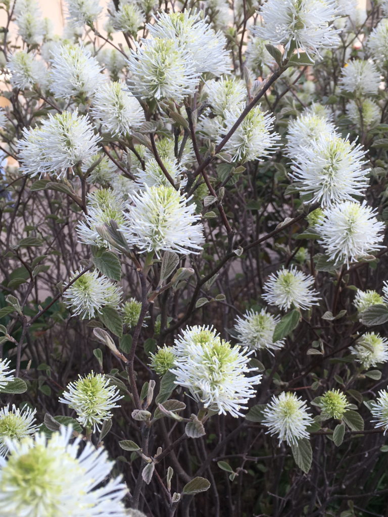 Fothergilla