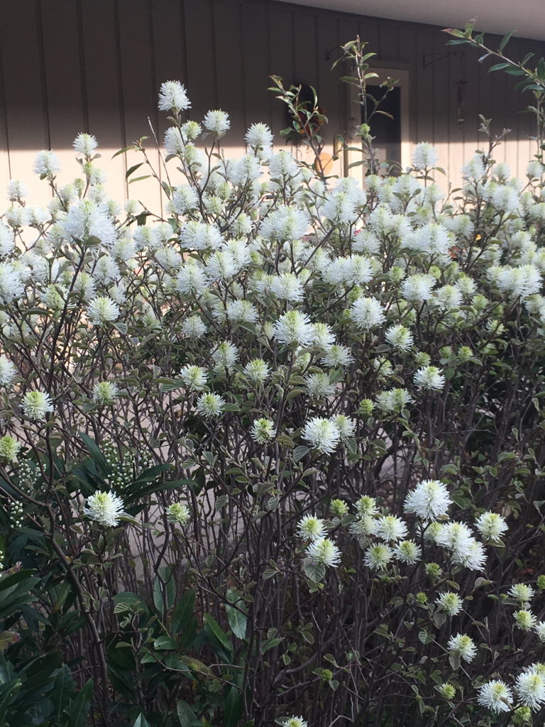 Fothergilla