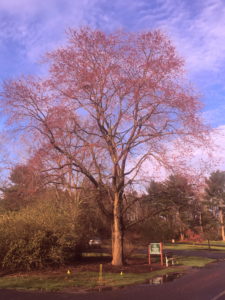 Red Maple in bloom