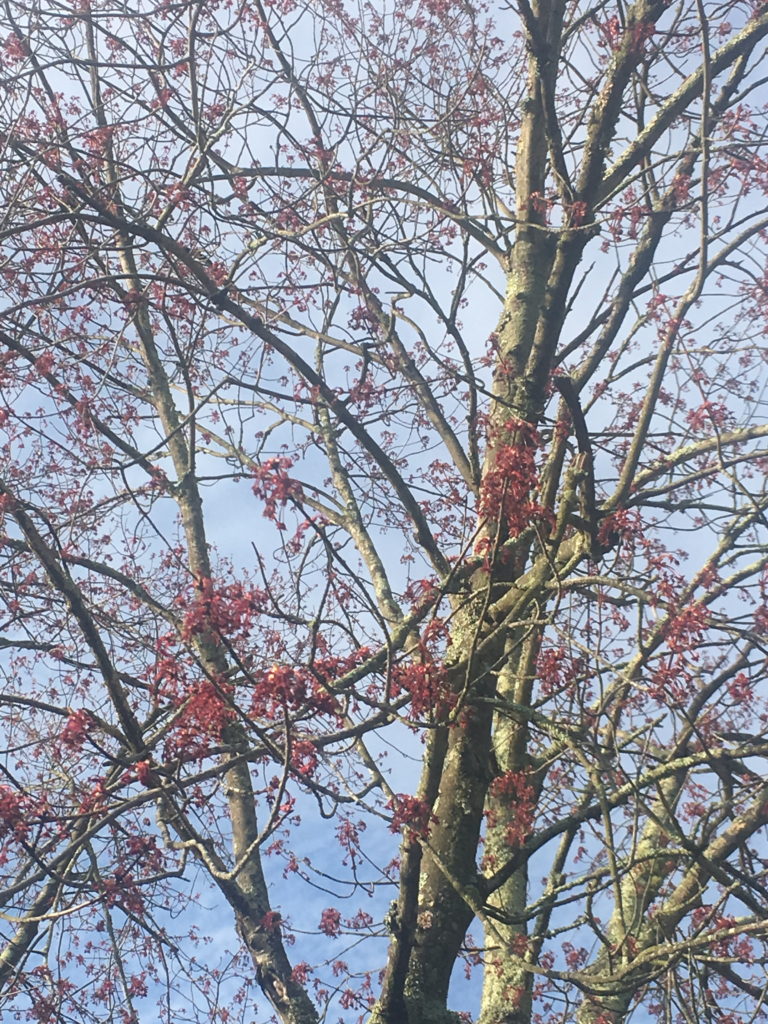 Red Maple in bloom