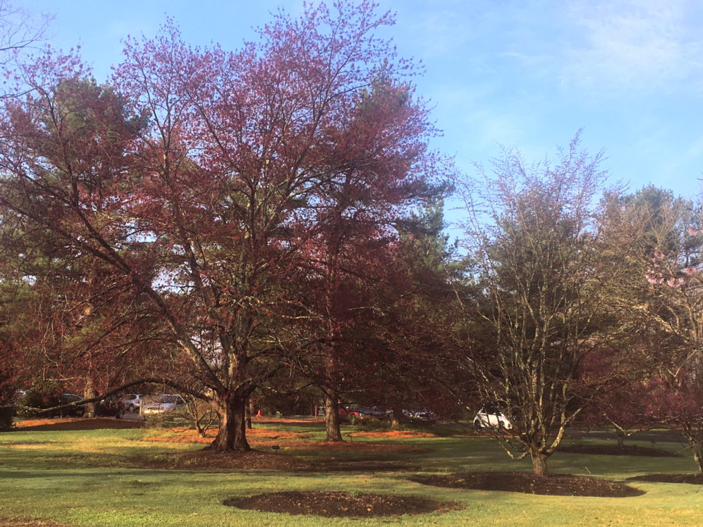 Red Maple in bloom